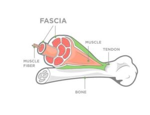 FDM terápia alapját képező fascia hálózat a fájdalom kezelése szempontjából.